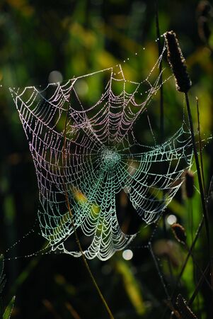 picture of a beauty web at morning