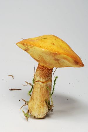 mushroom