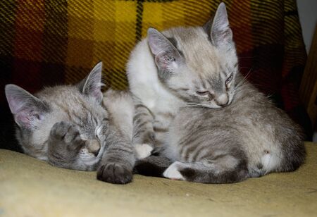 kittensの写真素材