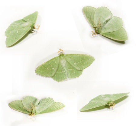 green butterfly on the white backgroundの写真素材