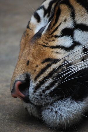 tigerの写真素材