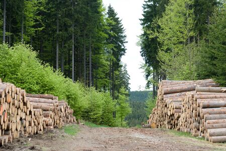 Wood
