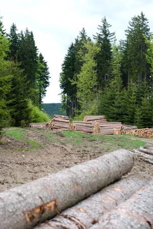 wood