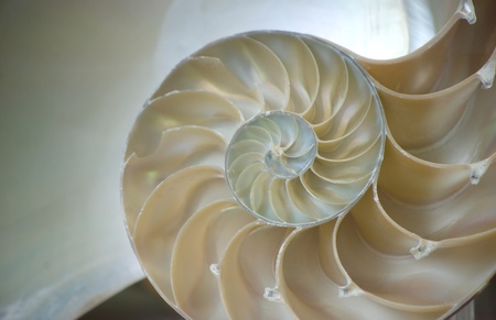 nautilus shellの写真素材