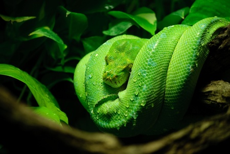 green tree python