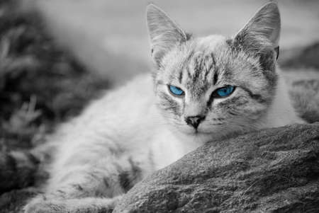 catの写真素材