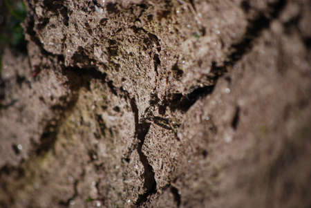 dried groundの写真素材