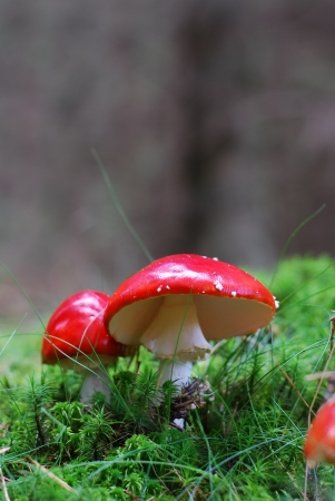 fly agaricの写真素材