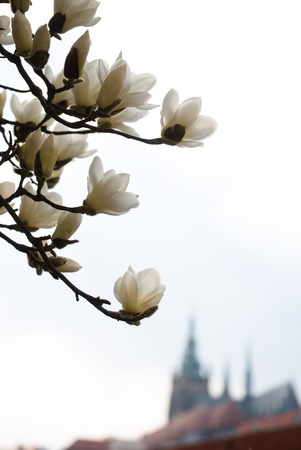 Prague in the springの写真素材