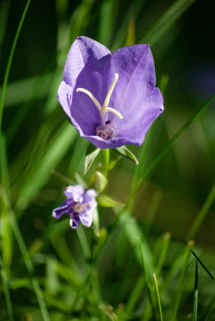 bellflowerの写真素材