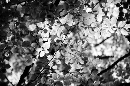 leavesの写真素材