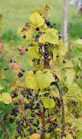 black currant in the gardenの写真素材