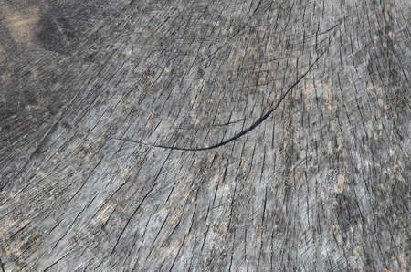 structure of the woodの写真素材