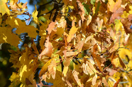 autumn leaves