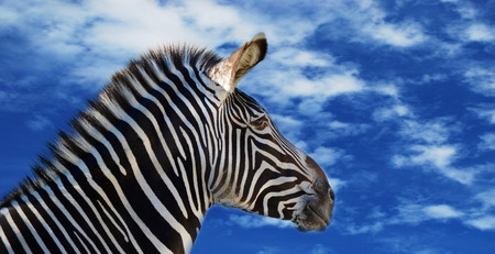 zebraの写真素材