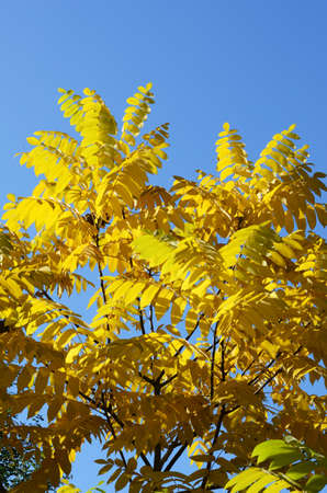 autumn