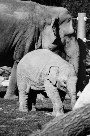 elephantsの写真素材