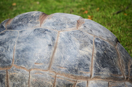 giant turtleの写真素材
