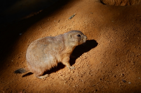 groundhogの写真素材