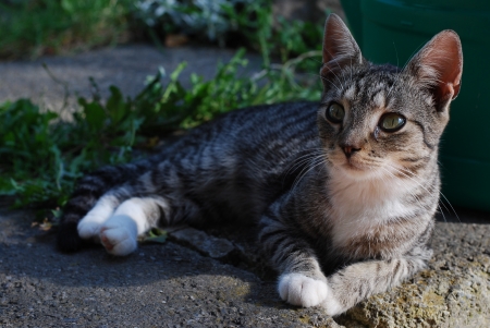 kittenの写真素材