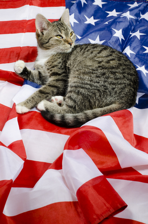 american catの写真素材