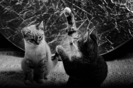 kittens