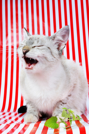 kitten and catnipの写真素材