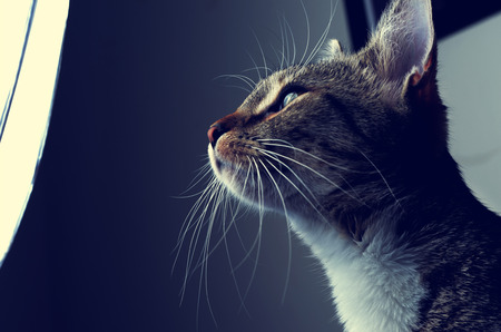 kitten and studio light
