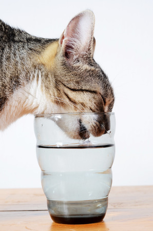 cute cat drinking water from glassの写真素材