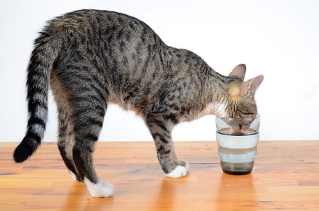 cute cat drinking water from glassの写真素材