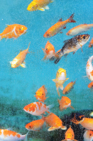 golden fishesの写真素材