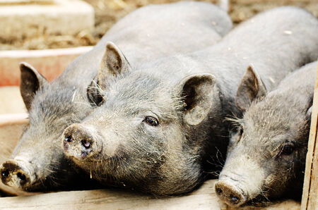 young pigsの写真素材