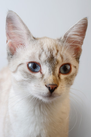 kittenの写真素材