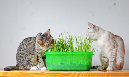 kittens and grassの写真素材