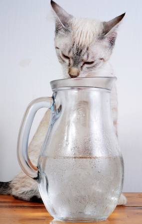 cute kitten drinkingの写真素材