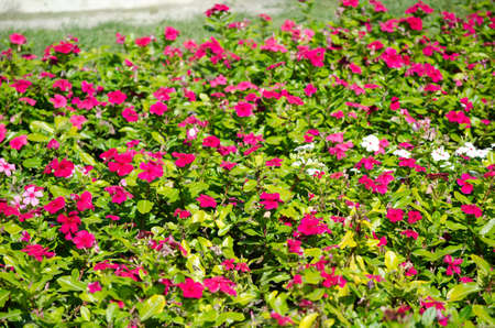 flowersの写真素材