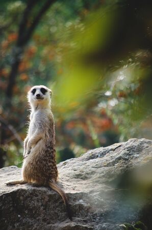 meerkatの写真素材