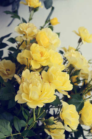 yellow rosesの写真素材