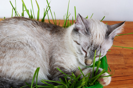 kitten sleeping in grassの写真素材