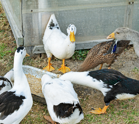 ducksの写真素材