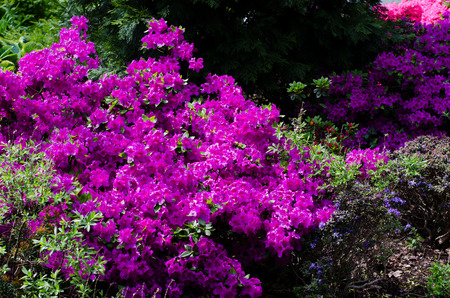 rhododendronの写真素材