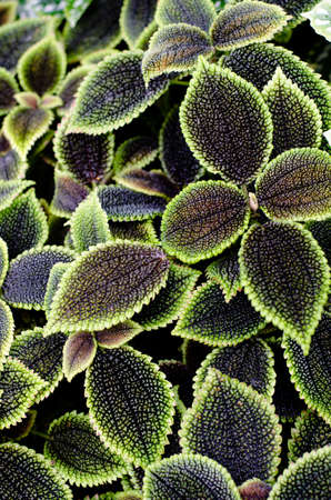 leavesの写真素材