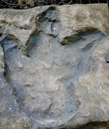 dinosaur footprintの写真素材