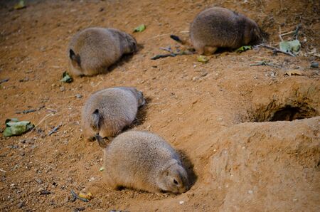 groundhogの写真素材