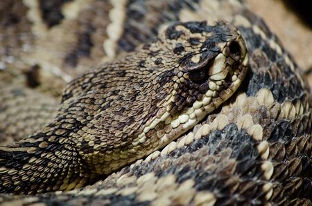 Eastern diamondback rattlesnake (Crotalus adamanteus)の写真素材