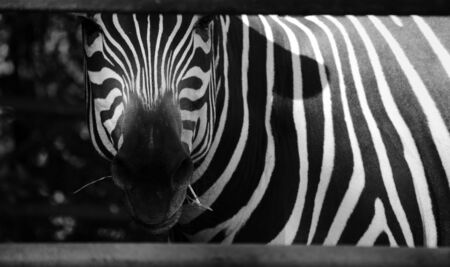 zebraの写真素材