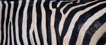 zebra pattern