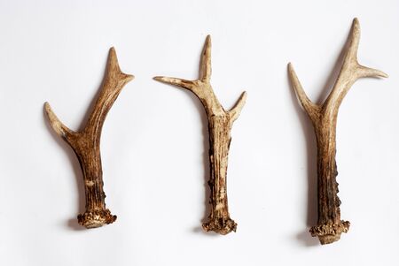 antlers