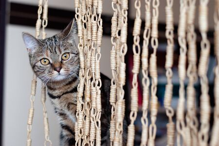 young cute curious cat portraitの写真素材