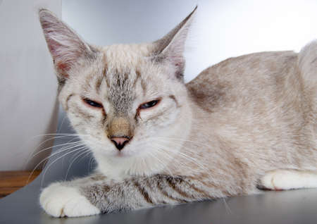 cat portrait wide angleの写真素材